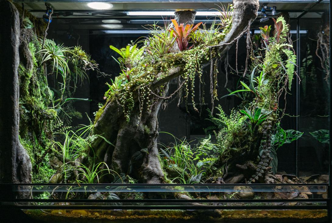Paludarium, front