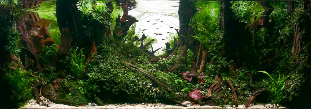 "Redwood's Ravine" evokes a dramatic and serene natural landscape, depicting a deep, forested gorge nestled within a dense redwood forest.