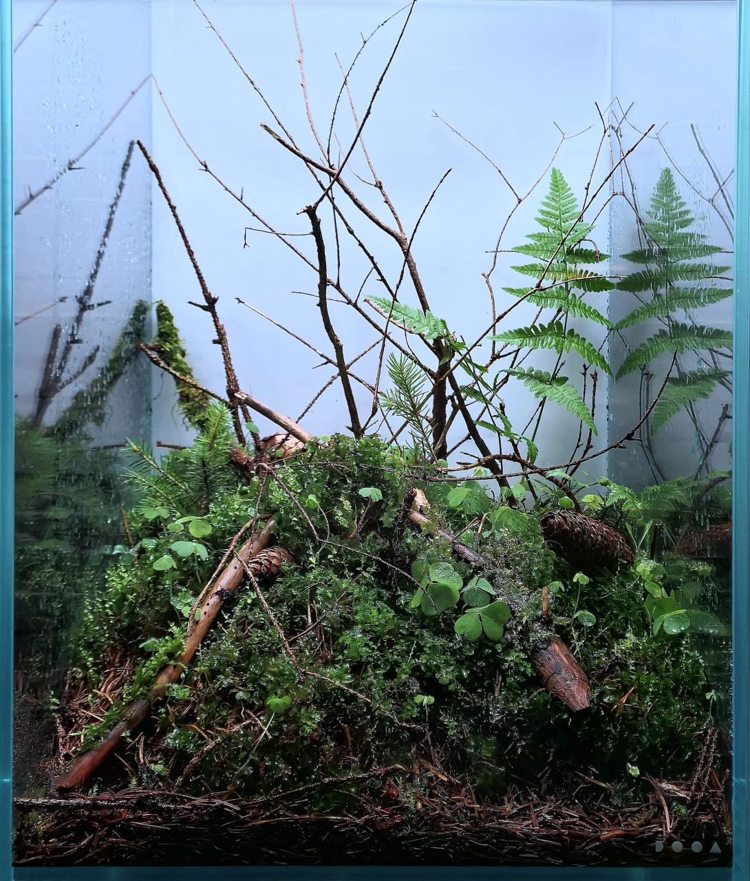 A short piece of the austrian forrest