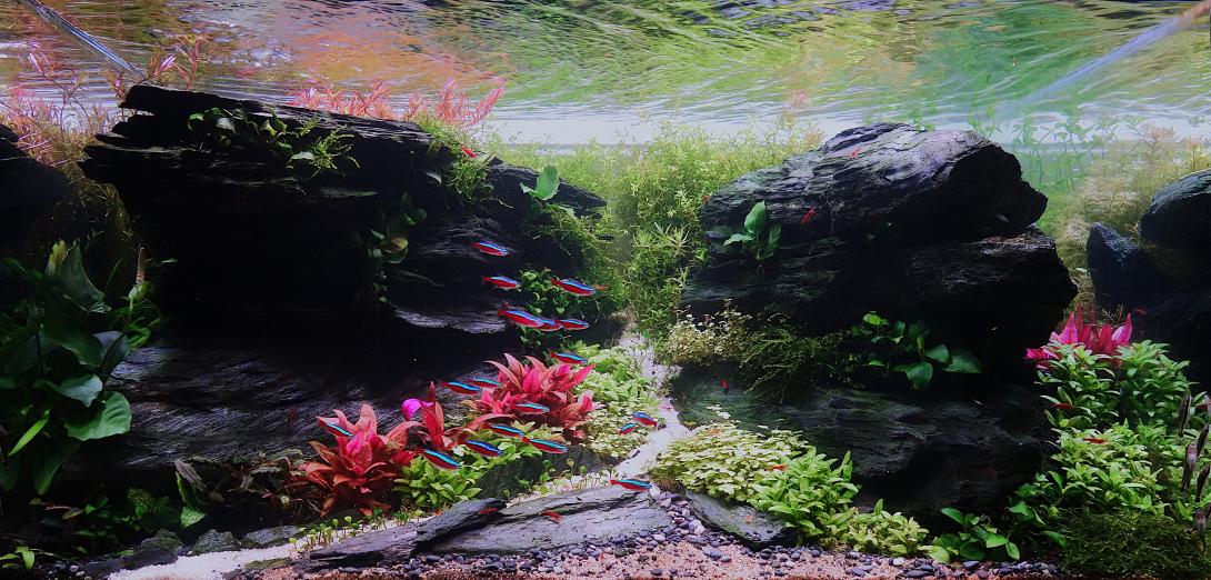 Aquascape resembling a lush valley with dark rocks and vibrant plants, lit with contrasting dark and bright areas. Neon tetras swim through the scene, enhancing the natural underwater layout.
