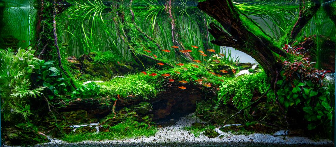 Acuario bien plantadito