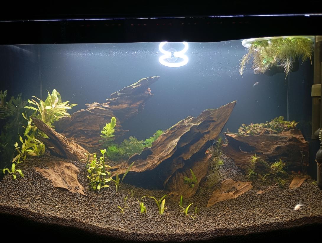 Aquarium aquascape dengan pencahayaan terang, menampilkan tanaman air beragam dan susunan kayu apung yang alami. Substrat batu kecil gelap dan ikan kecil yang berenang di bagian bawah melengkapi tampilan ekosistem yang sehat dan estetis.