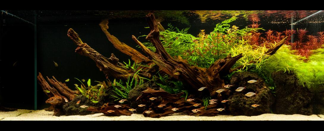 Planted aquarium photo showing a triangular composition.