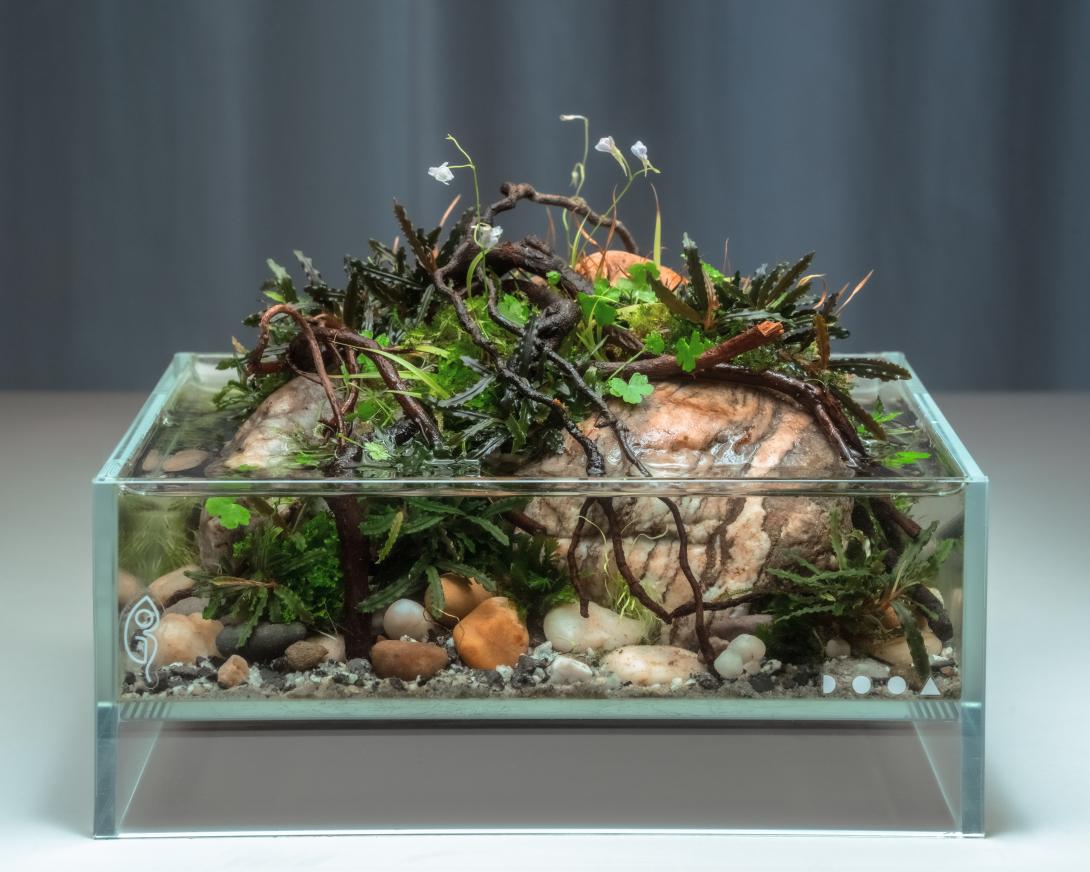 Frontal view of a natural aquascape with three large pebbles, blooming Utricularia, Juncus repens, Hydrocotyle tripartita, and Bucephalandra among twigs and gravel.