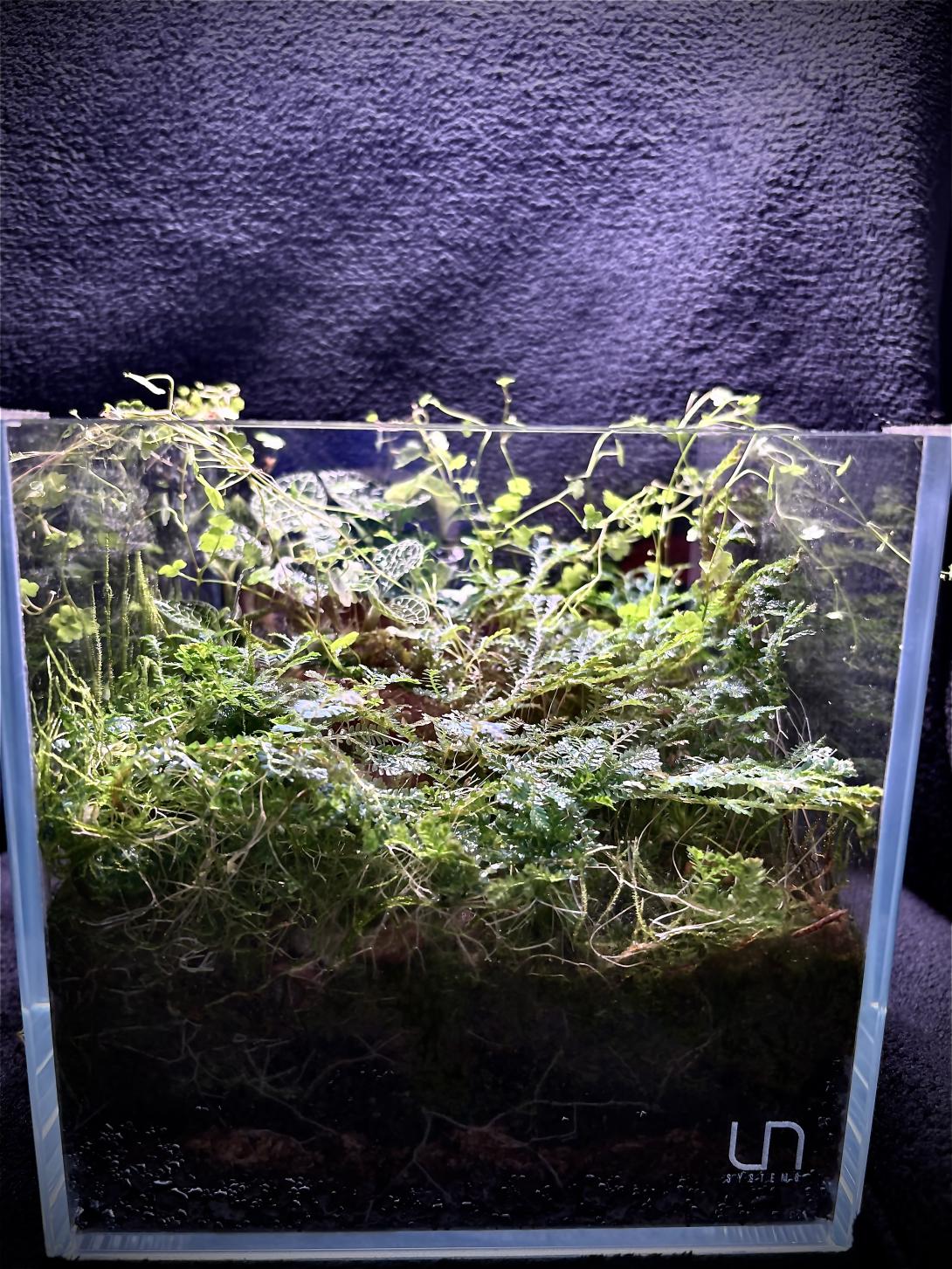 a Cube with Lots of Fern in it and orchid in the backhground 
