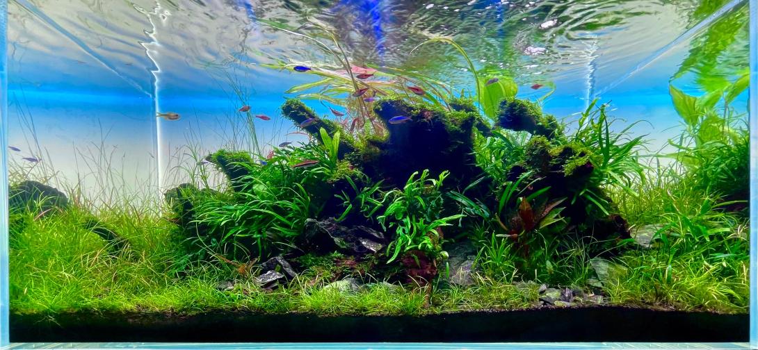sunken tree surrounded by grass like plants covered by moss.