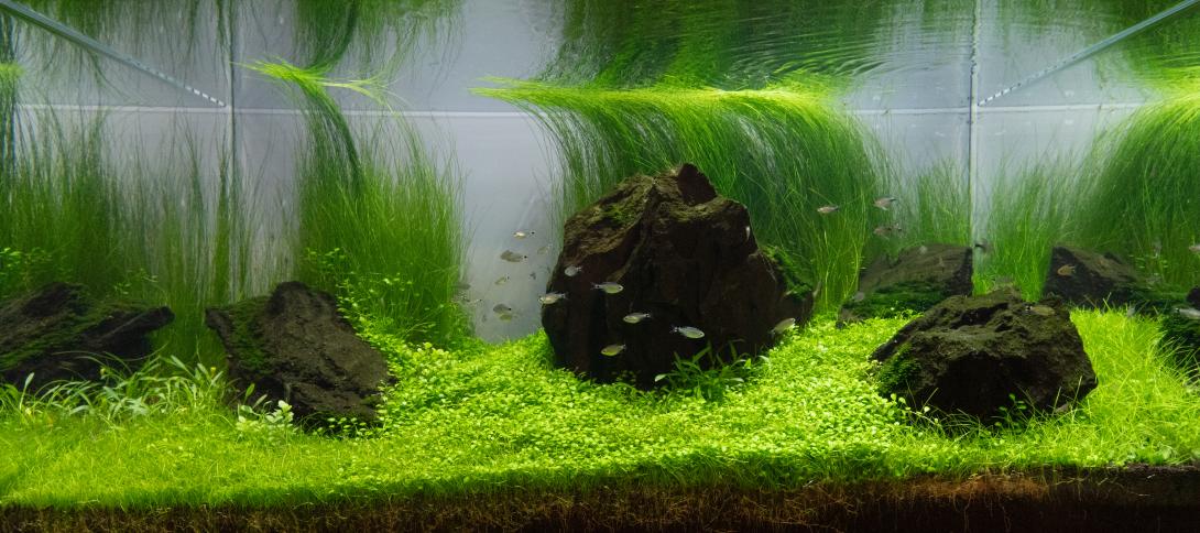 180L Iwagumi Style Aquascape
