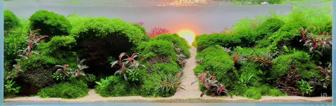 An aquascape that mimics a lush green valley with a winding path leading toward a glowing sunrise on the horizon.