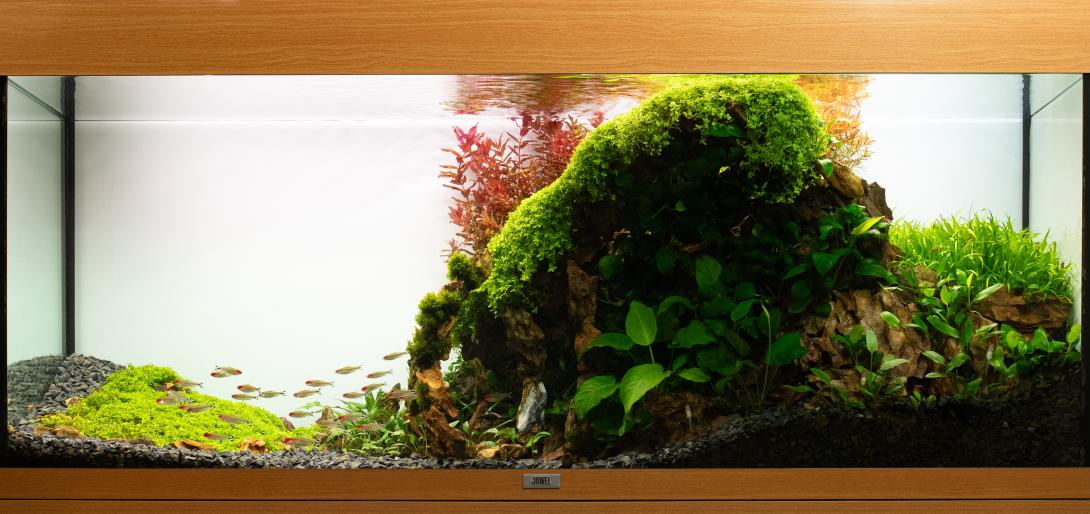Aquascape in a 240L planted tank with a rock formations, lush plants, and a school of small fish, inspired by tectonic rift landscapes.