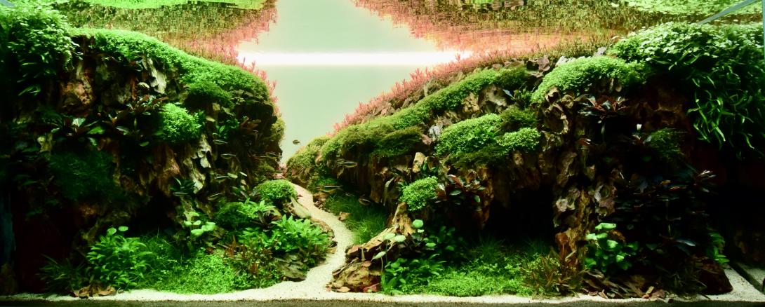 The birth of my daughter brought a whirlwind of emotions. The joy, the overwhelming love, but also the sleepless nights and constant care. Amidst the feeding, changing, and soothing, I found a sanctuary in my aquarium. It was my refuge, my creative outlet. With a baby on my arm and a keen eye for detail, I embarked on creating this aquascape. The rough stones formed the foundation, the lush plants the gentle hills. It was a challenge, especially with the limited time and energy. But the thought of the EAPLC