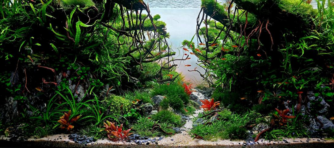 Whispers of the Canopy – a forest suspended in time, where roots reach down and fish rise up.