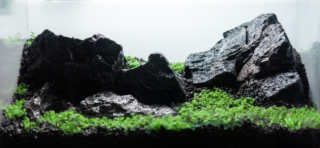 A glassbox with some Seiryu stone and H.C.Cuba all over the foreground.