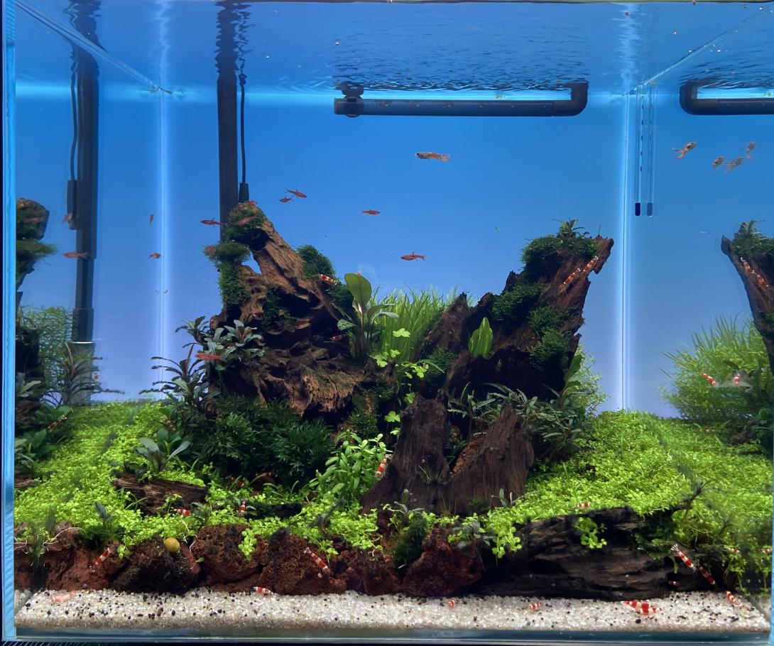 На изображении показан аквариум с пресноводной растительностью и животными.  Дно аквариума покрыто светлым гравием. На гравии лежат большие, темные, пористые камни. Они частично покрыты зеленым мхом и другими аквариумными растениями. Внутри аквариума располагаются две крупные коряги, также обросшие мхом и растениями.  В воде плавают маленькие красные рыбки, а также маленькие красные креветки с белыми полосками. На заднем плане виден голубой фон аквариума. 