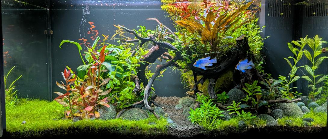 Primo 110 Liter mit Bepflanzung und 2 Schmetterlingsbuntbarschen