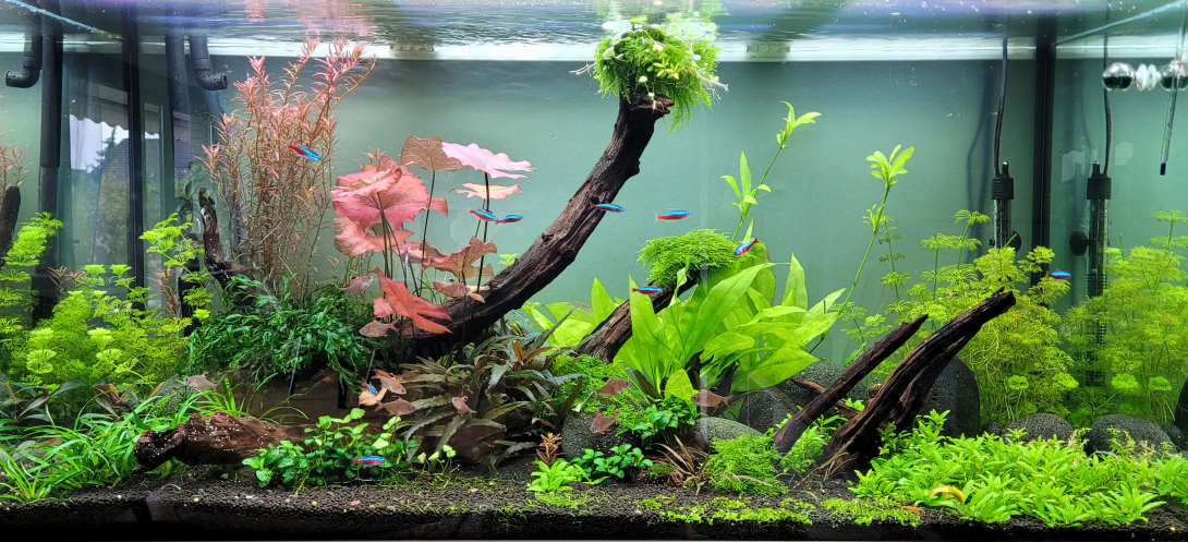 Harmonious plant aquarium with large pieces of driftwood and river pebbles.