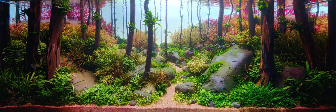 Eucalyptus forest in Australia. Tropical, colourful, air filled with the eucalyptus scent