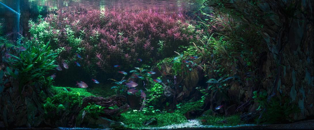 "Photograph of a planted aquarium submitted to an aquascaping contest, featuring an artistic composition of plants, rocks, and fish."