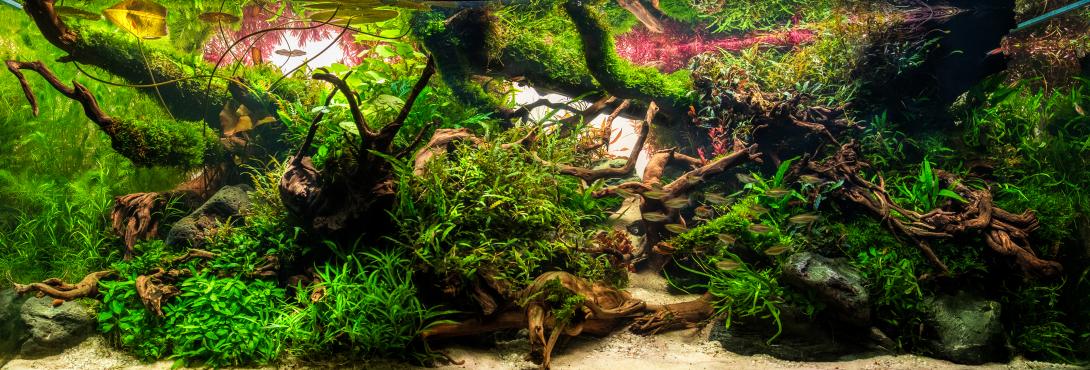 A lush, intricately designed aquascape featuring vibrant green plants, twisted driftwood, and schooling fish, creating a vivid underwater jungle scene.