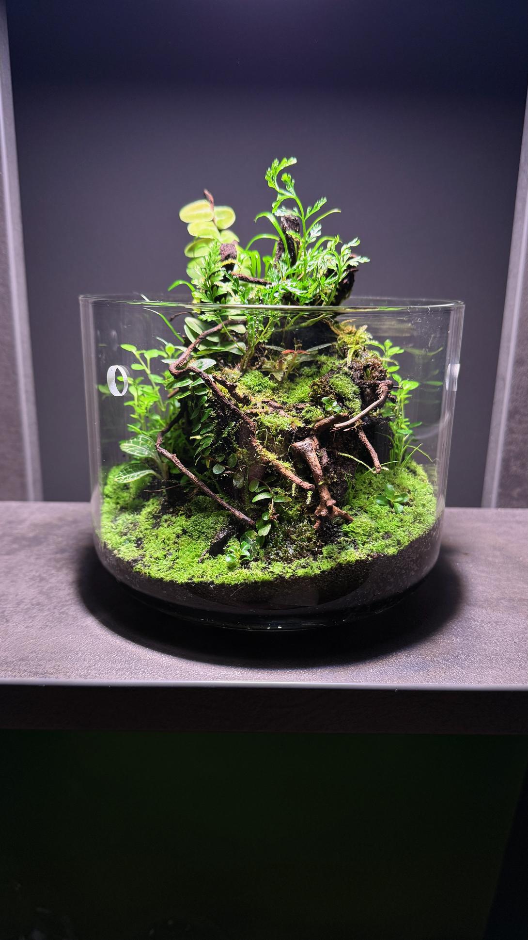 Green throne made out of drift wood branches