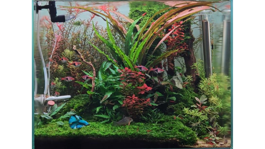 A natural-style freshwater aquarium with lush vegetation and rocks. Vertical branches of Enigma Wood stand in the background. In the center, a composition of Cryptocorynes, stem plants, and mosses, seen from the front.