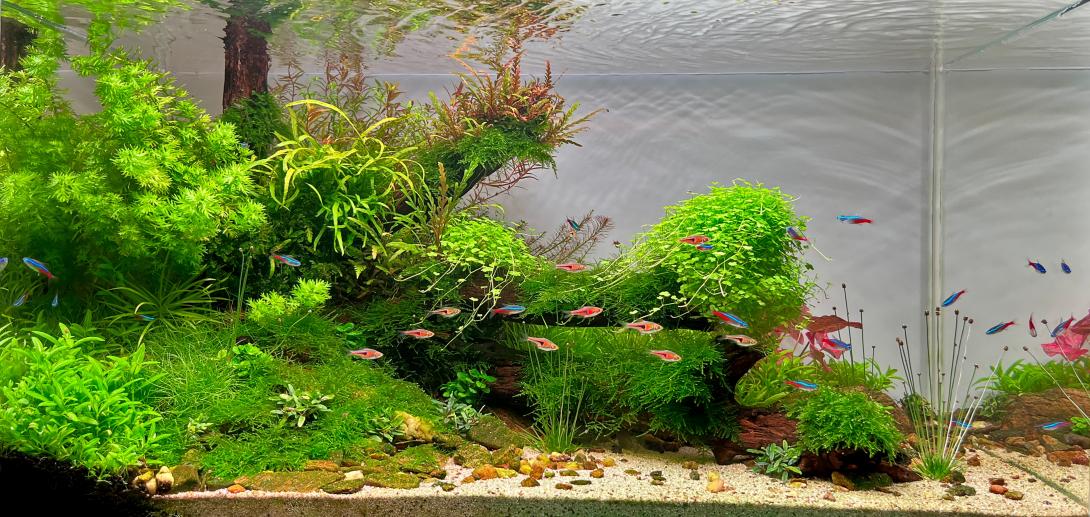 piece_of_life Aquascape