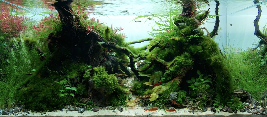 This is my first year participating in aquascaping competitions, so be kind ;)