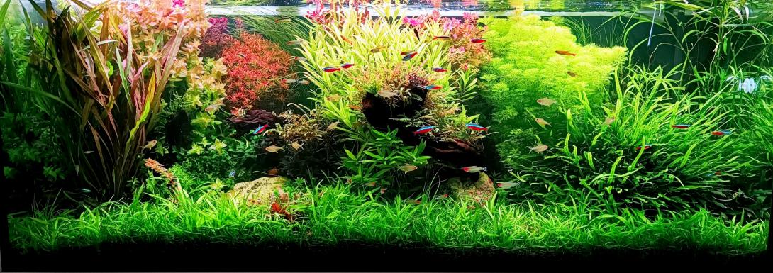 Little Jungle Community Tank