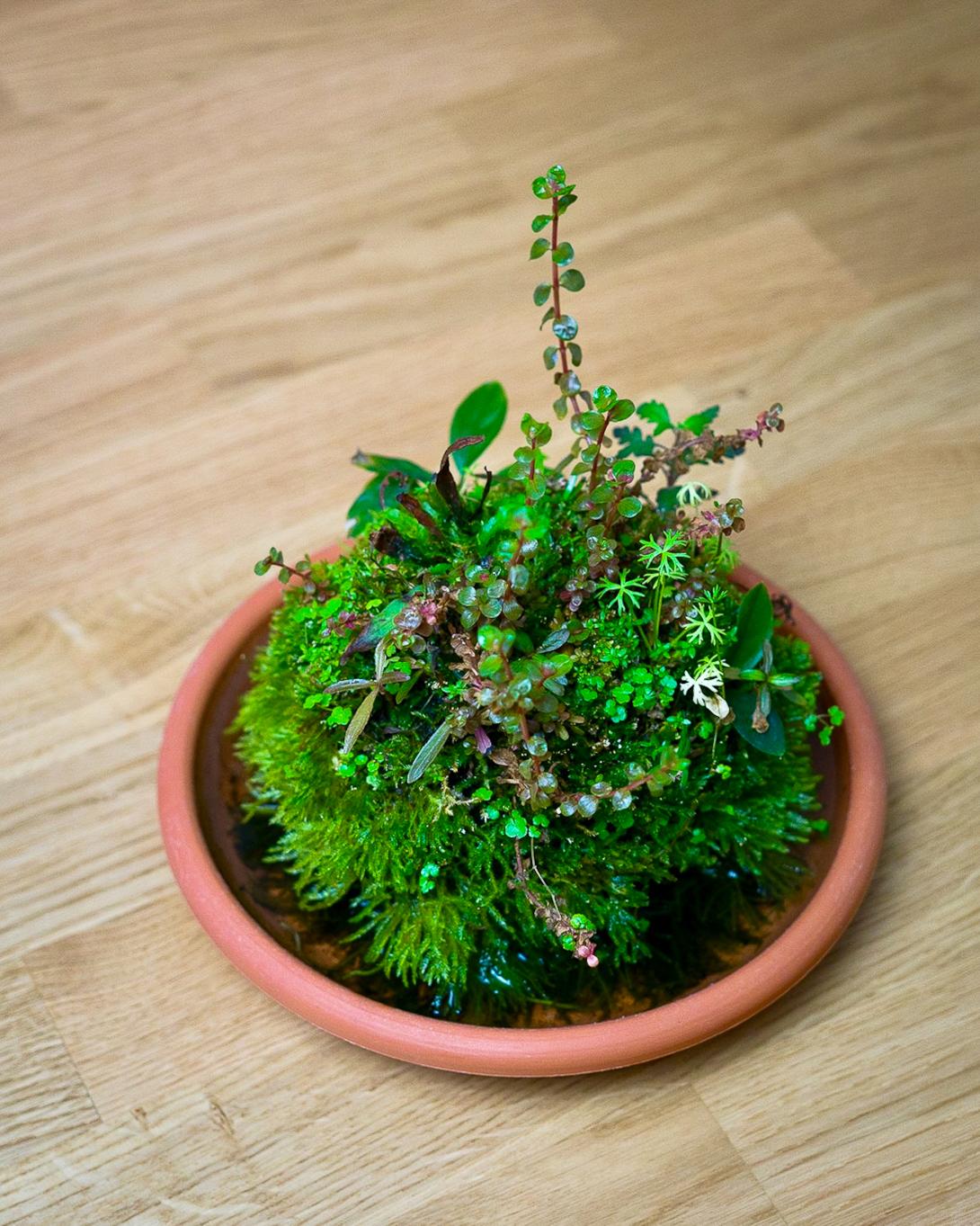 A planted Wabi-Kusa ball with moss and stem plants in a terracotta saucer on a wooden table