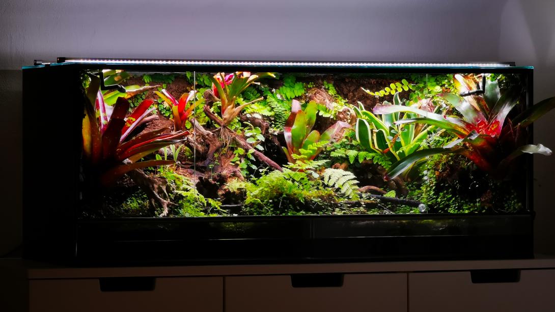 A lush, tropical paludarium housed in a glass tank, featuring a vibrant mix of bromeliads, ferns, mosses, and climbing plants. Driftwood pieces and a naturalistic background create a dense jungle aesthetic.