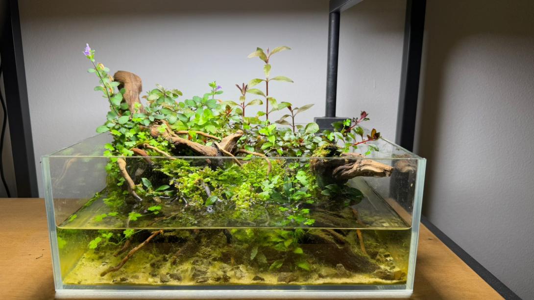 Front view of my miniature scape