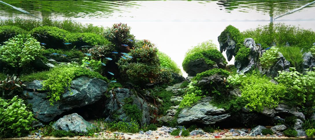 Aquascape made by Erik