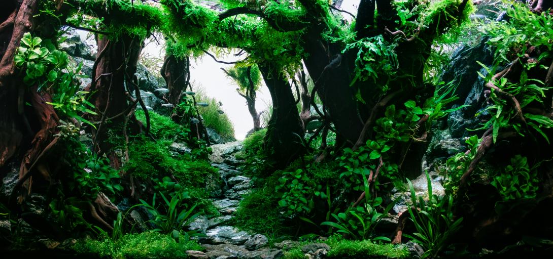 Aquascape, Forest Layout with a trees and a stone path ending in a Sand path in the back, stone walls in the back going from the sides towards the focal point