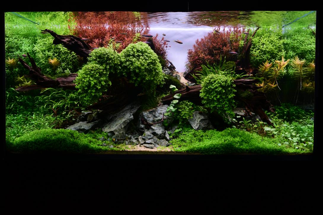 a landscape filled with rocks and wooden sticks with many plants surrounding them