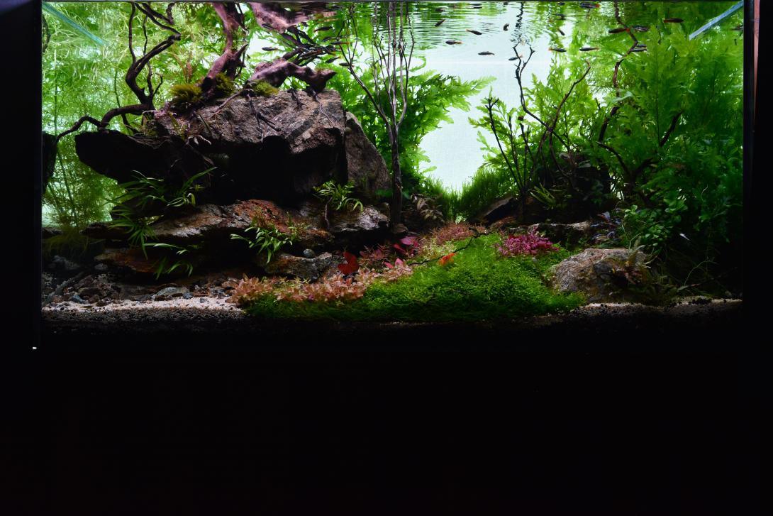 A natural-style aquarium with lush green and red aquatic plants, driftwood, and rocks, creating a forest-like aquascape with small fish swimming near the surface.