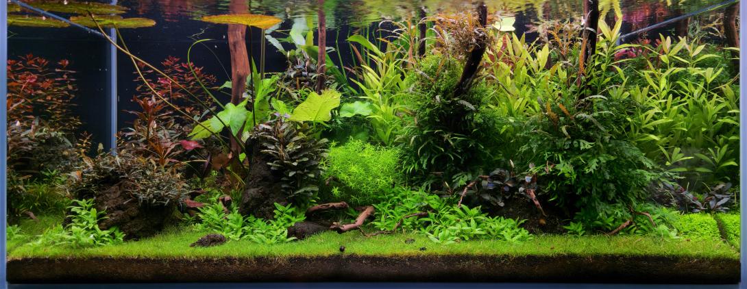 My Aquascape with green an red plants