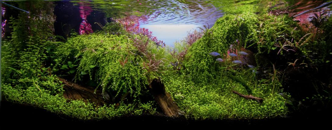 Beautiful Wild nature style aquascape 