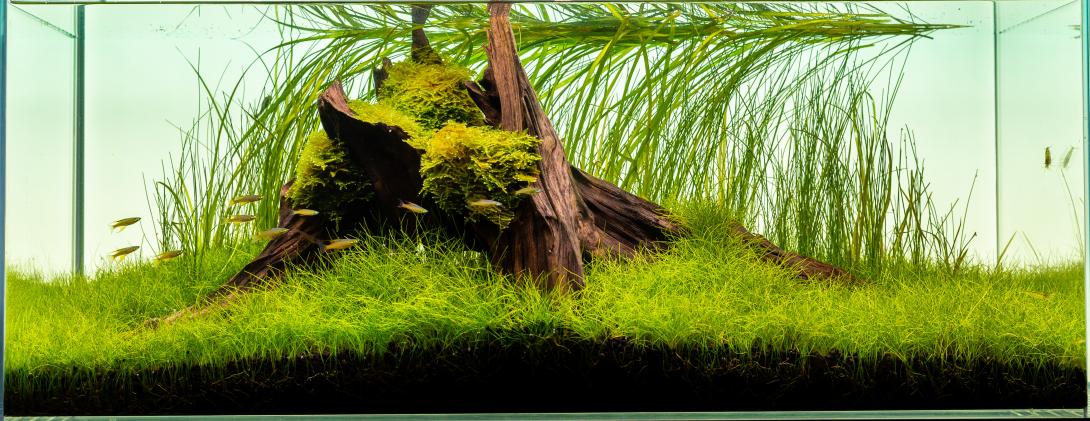 Aquascape 80x35x35